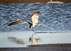 Skimmer - Black Skimmer