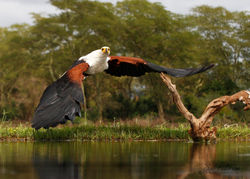 African Fish Eagle #0820