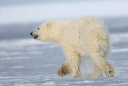 Polar Bear