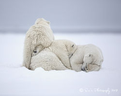 Polar Bears