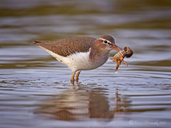 Sandpiper - Spotted Sandpiper