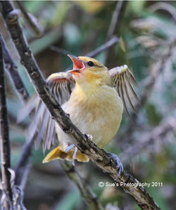 Oriole - Bullock's Oriole, Chick