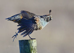 Quail - California Quail