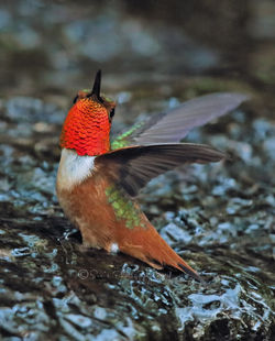 Allen's Hummingbird - Male