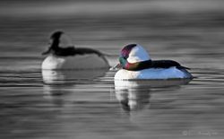 Duck - Buffleheads - Males
