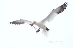 Northern Gannets in the rain