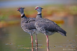 Southern Screamer Pair