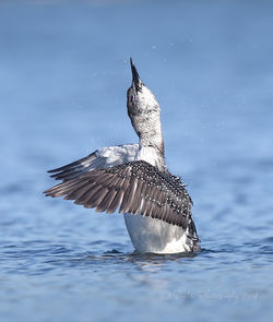 Loon - Common Loon