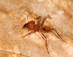Leaf-cutter Ant