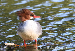 Duck - Common Merganser  Female