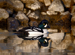 Duck - Barrow's Goldeneye