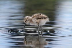 Avocet - Baby Avocet