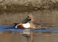 Duck - Northern Shoveler
