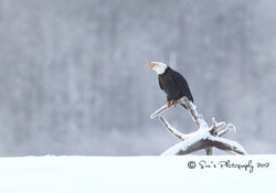 "Eagle Calling" Bald Eagle