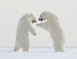 Polar Bears
