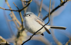 Gnatchcatcher - Blue-grey Gnatcatcher