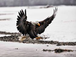 The Target - Explored