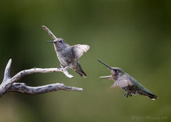Anna's - Battling Hummers