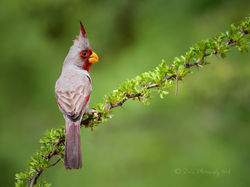 Pyrrhuloxia - Male