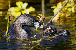 Grebe - Pied Grebe & Chick