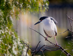Heron - Black-crowned night heron (Nycticorax nycticorax)