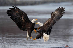 Talon to Talon Combat