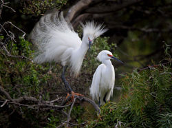 Snowy Egrets - View on black