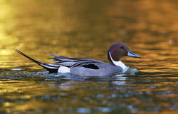 Duck - Northern Pintail - Drake