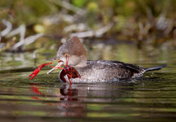 Duck - Hooded Merganser