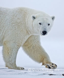 Polar Bear