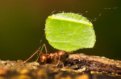 Leaf-cutter Ant