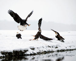 Bald Eagles