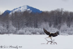 "Perfect Landing" - Bald Eagle