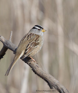 Sparrow - White Crowned Sparrow