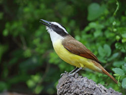 Great Kiskadee