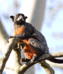 White-lipped Tamarin Monkey