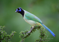 Green Jay