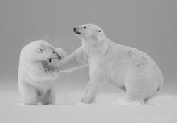 Parent - Cub Interaction
