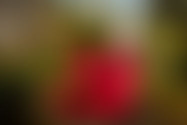 outdoor maternity photo shoot in Auckland