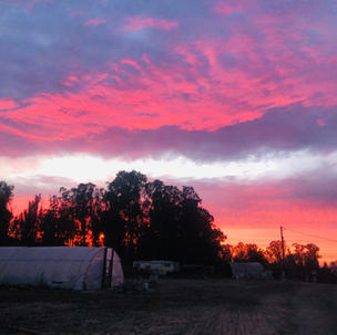 Sunset by the Greenhouse