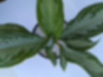 Thumbnail: Chinese Evergreen