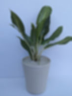 Thumbnail: Chinese Evergreen