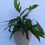 Thumbnail: Baltic Blue Pothos