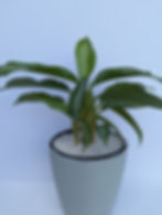 Thumbnail: Chinese Evergreen