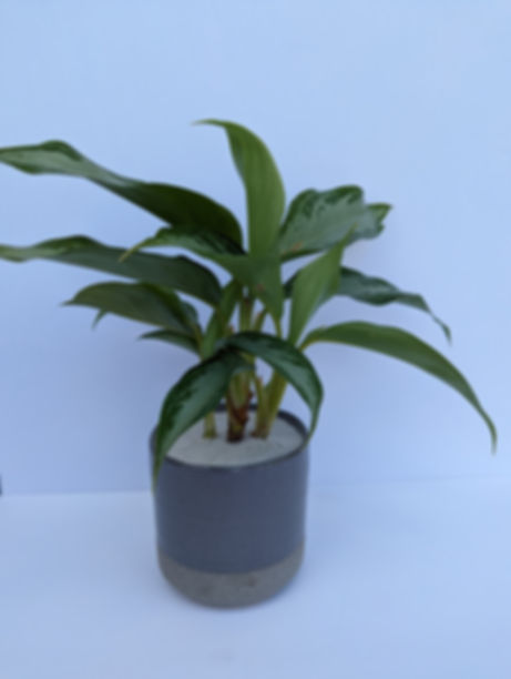 Chinese Evergreen
