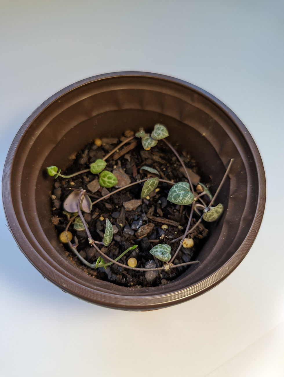 Thumbnail: String Of Hearts