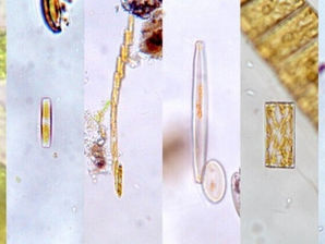 ＜終了＞【つくば】Dr.みっけの見っけ👀〜ケイソウの観察〜