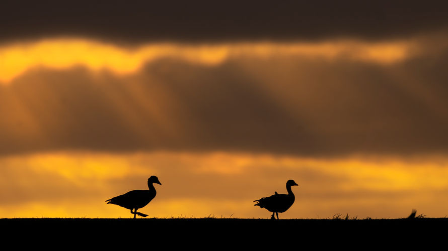 JD20210402-8495 kopiëren.jpg