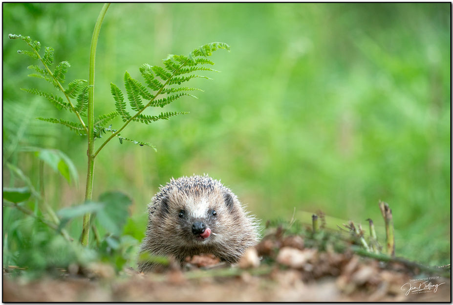 JD20220517-2638 kopiëren.jpg