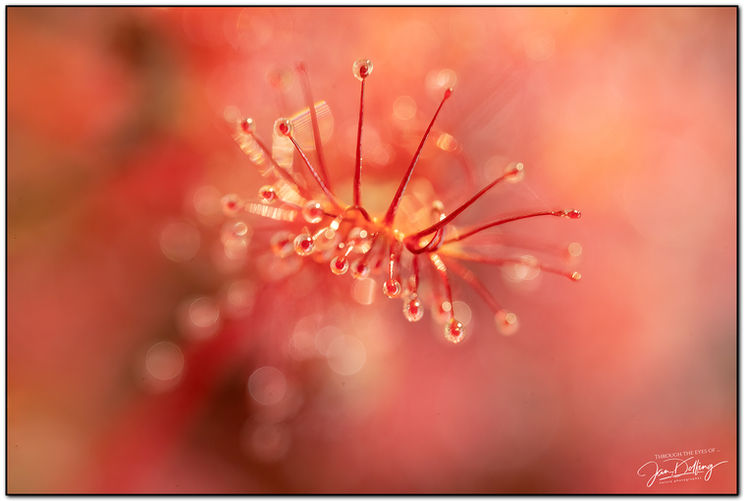 JD20210925-3428 kopiëren.jpg